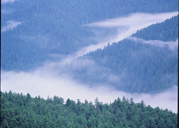 Temperate Rainforest Greeting Card featuring the photograph View Of Clouds Over Temperate Rainforest by Simon Fraser/science Photo Library
