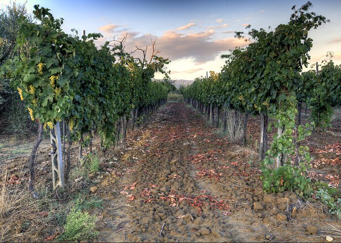 Vineyard Greeting Card featuring the photograph Vineyard in Tuscany by Al Hurley