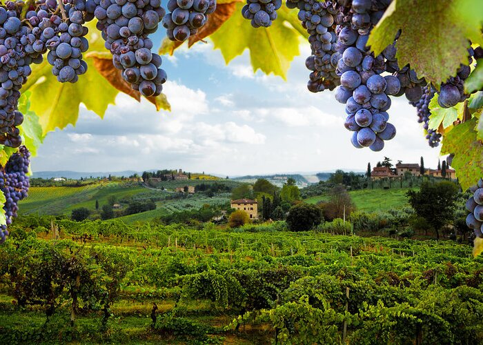 Italy Greeting Card featuring the photograph Vineyards in San Gimignano Italy by Good Focused