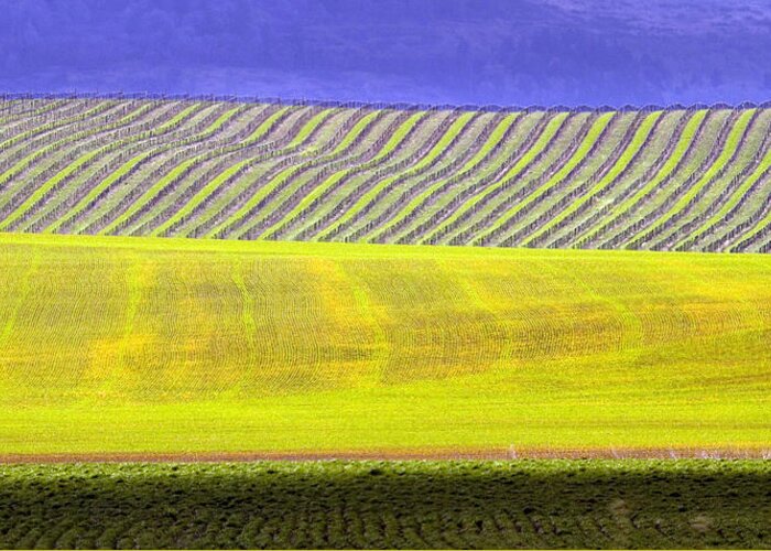 Vineyards Greeting Card featuring the photograph Vineyards by Rebecca Cozart