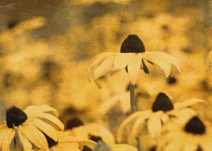 Vintage Greeting Card featuring the photograph Vintage Black-Eyed Susans by Peggy Collins