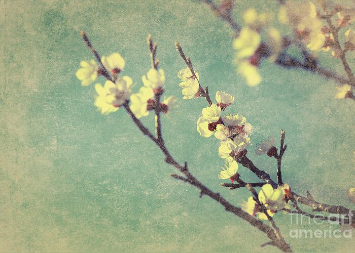 Blossom Greeting Card featuring the photograph Vintage cherry blossom by Jelena Jovanovic