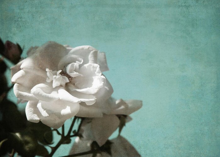 Floral Greeting Card featuring the photograph Vintage Inspired White Roses on Aqua Blue Green - by Brooke T Ryan