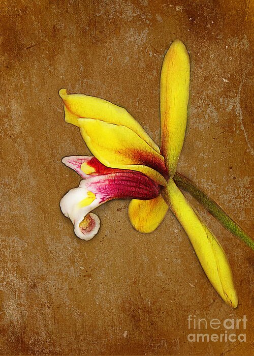 Vintage Greeting Card featuring the photograph Vintage Orchid by Judi Bagwell