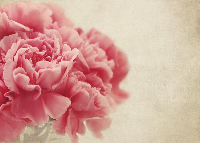 Carnation Greeting Card featuring the photograph Vintage Pink Carnations by Kim Hojnacki