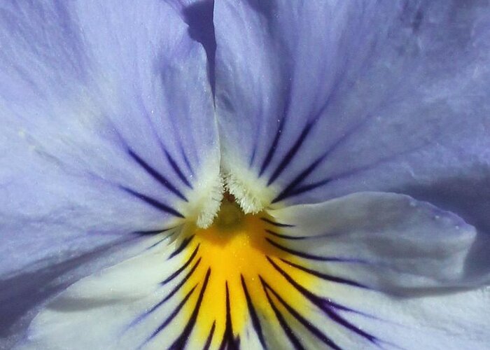 Pansy Greeting Card featuring the photograph Viola by Geri Glavis