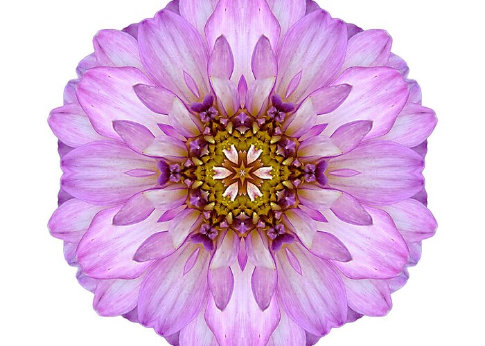 Flower Greeting Card featuring the photograph Violet Dahlia II Flower Mandala White by David J Bookbinder