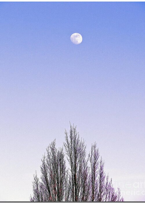 Violet Filter Greeting Card featuring the photograph Violet Moon And Treetop by Chris Anderson