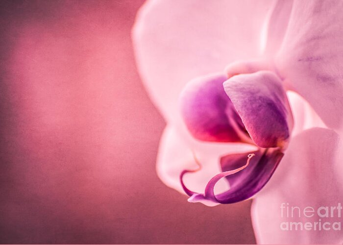 Radiant Orchid Greeting Card featuring the photograph Violet Poetry by Hannes Cmarits