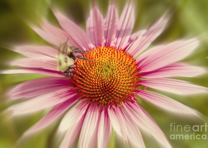 Very Important Pollinator Greeting Card featuring the photograph VIP Very Important Pollinator by Chris Scroggins