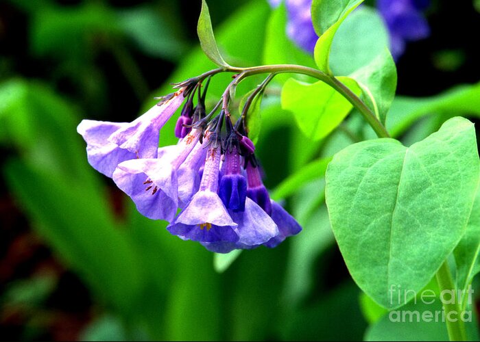 Virginia Bluebell Greeting Card featuring the photograph Virginia Bluebell by Thomas R Fletcher