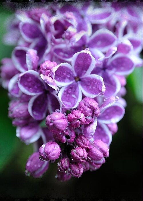 Licac Greeting Card featuring the photograph Vivid Lilac by Sandra Sigfusson