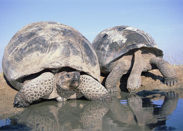 Feb0514 Greeting Card featuring the photograph Volcan Alcedo Giant Tortoises Pair by Tui De Roy
