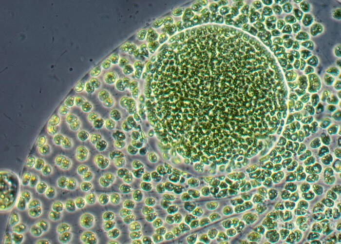 Algae Greeting Card featuring the photograph Volvox Alga by Biology Pics