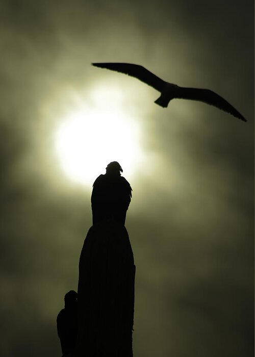 Vulture Greeting Card featuring the photograph Vulture and Seagull by Camilla Fuchs