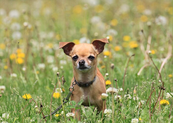 Dog Greeting Card featuring the photograph Wading through the Weeds by J Laughlin