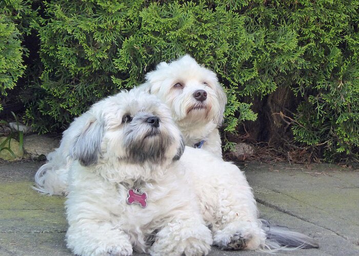 Dogs Greeting Card featuring the photograph Havanese Dog Sisters by Laurie Tsemak