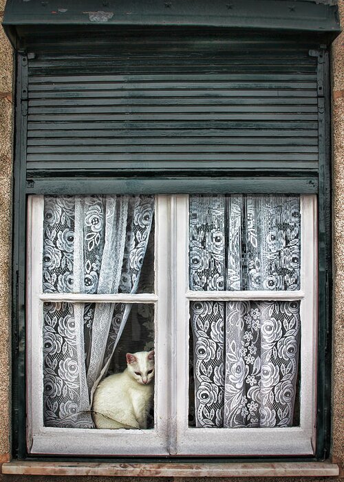 White Cat Greeting Card featuring the photograph Waiting for feline Romeo by Aleksander Rotner