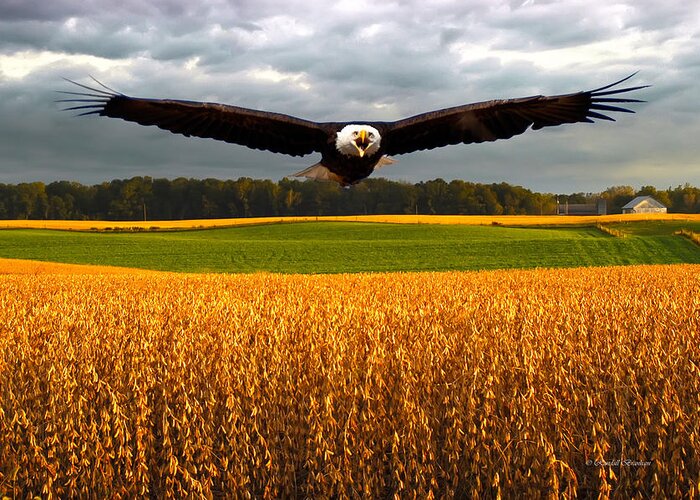 Eagle Greeting Card featuring the photograph America by Randall Branham