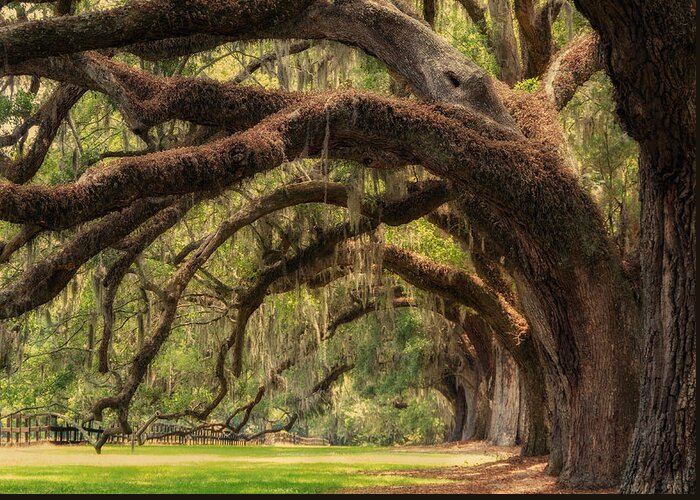 Boone Hall Plantation Greeting Card featuring the photograph Walk with me by Marzena Grabczynska Lorenc