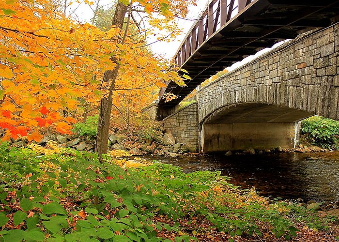 Fall Greeting Card featuring the photograph Walking Bridge in Fall by Amazing Jules
