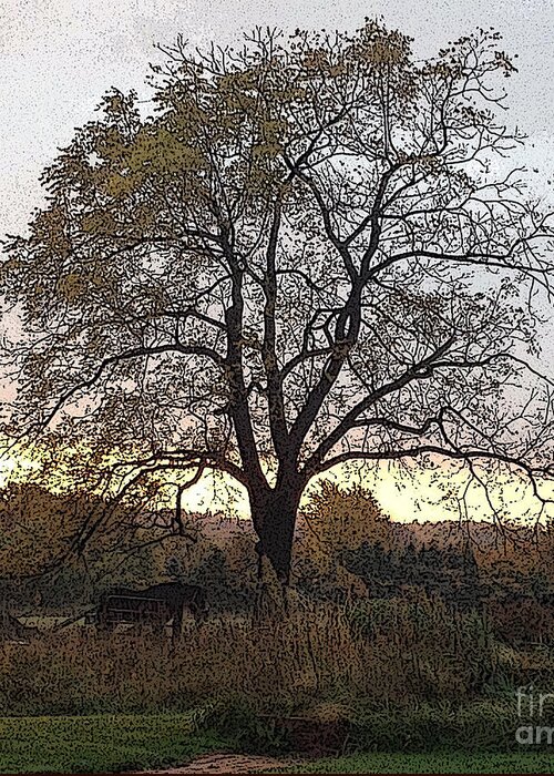 Sunrise Greeting Card featuring the photograph Walnut Tree Series Poster Edges by Conni Schaftenaar