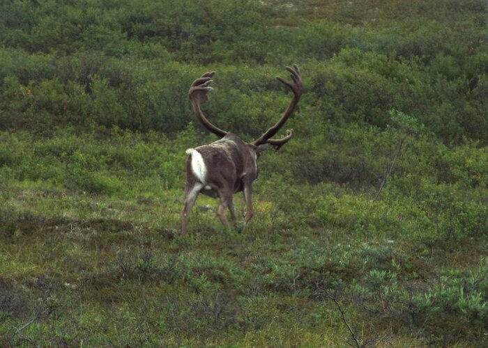 Caribou Greeting Card featuring the photograph Wandering Caribou by Barbara Von Pagel