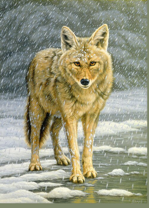 Wildlife Greeting Card featuring the painting Wary Approach - coyote by Paul Krapf
