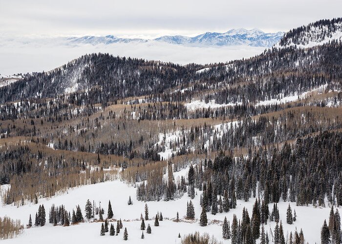 Aspen Greeting Card featuring the photograph Wasatch Winter by Adam Pender