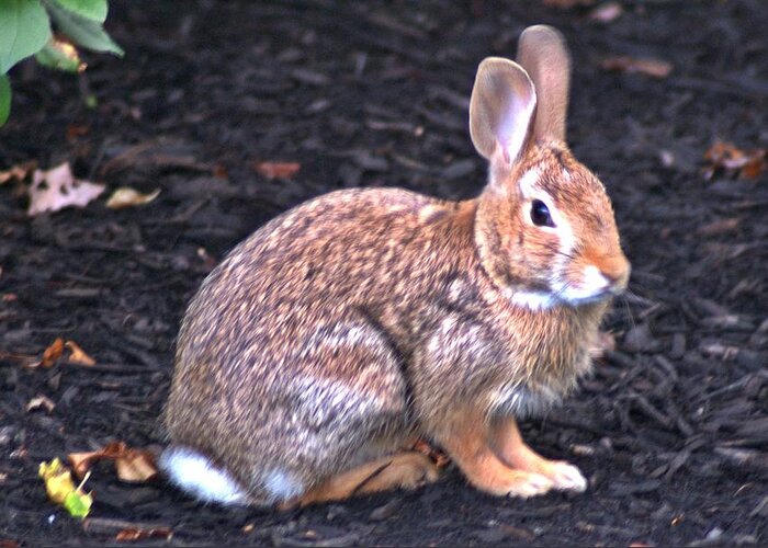 Bunny Greeting Card featuring the photograph Wascal by Joe Faherty