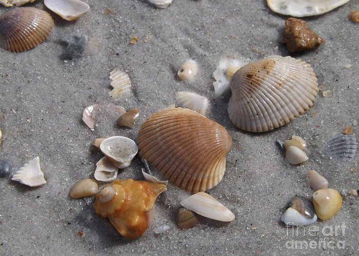 Shells Greeting Card featuring the photograph Washed up on the Beach by Brigitte Emme