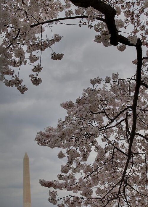 America Greeting Card featuring the photograph Washington Monument - Cherry Blossoms - Washington DC - 011321 by DC Photographer