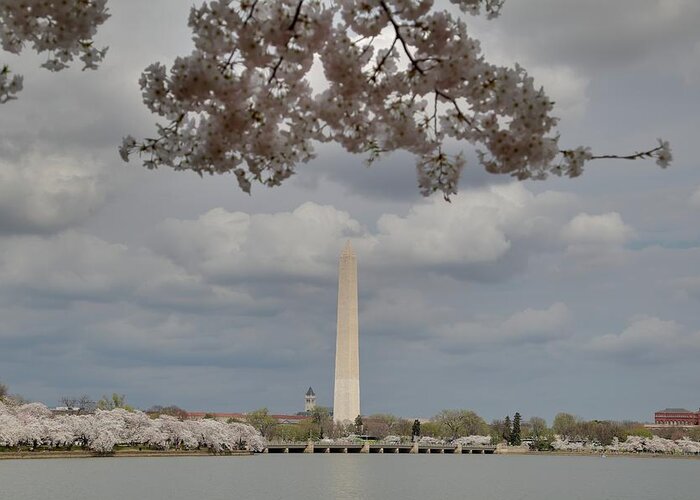 America Greeting Card featuring the photograph Washington Monument - Cherry Blossoms - Washington DC - 011329 by DC Photographer