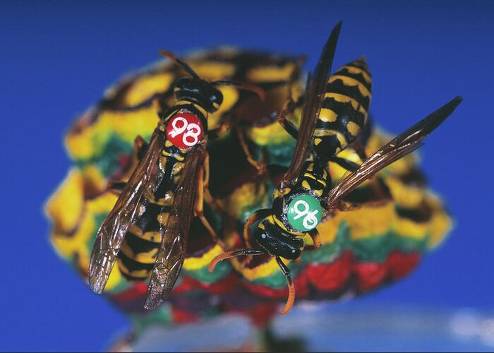 Wasp Greeting Card featuring the photograph Wasp Research by Pascal Goetgheluck/science Photo Library
