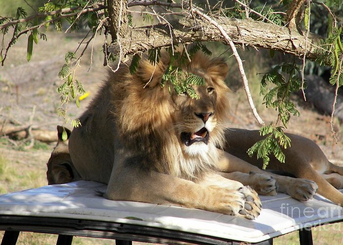 Lion Greeting Card featuring the photograph Watching by Carol Bradley