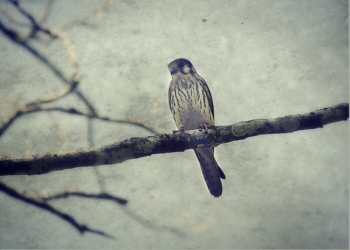 Kestrel Greeting Card featuring the photograph Watching by Melanie Lankford Photography