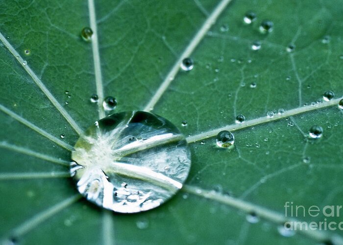 Heiko Greeting Card featuring the photograph Water droplet on a lotus leaf by Heiko Koehrer-Wagner