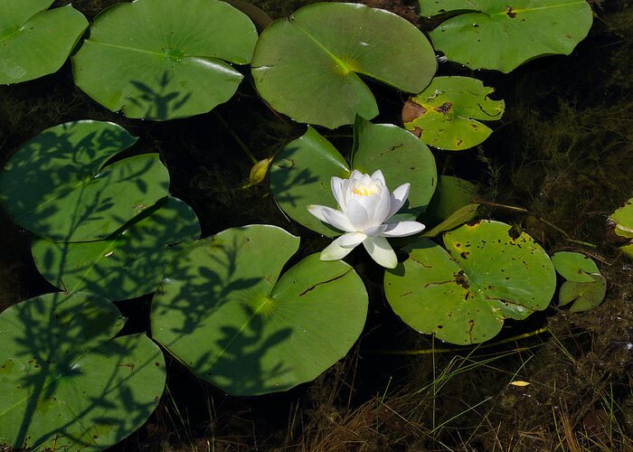 Water Lily Greeting Card featuring the photograph Water Lily by Jim Shackett