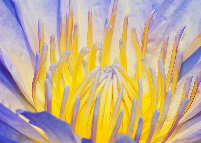 Water Lilly Greeting Card featuring the photograph Water Lilly by Robert Culver