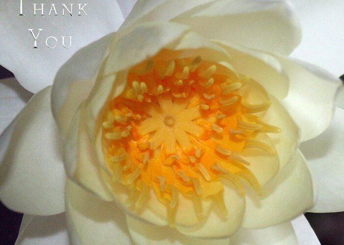 Flower Greeting Card featuring the photograph Water Lily 2 and a reminder to utter the words Thank You. by Raenell Ochampaugh