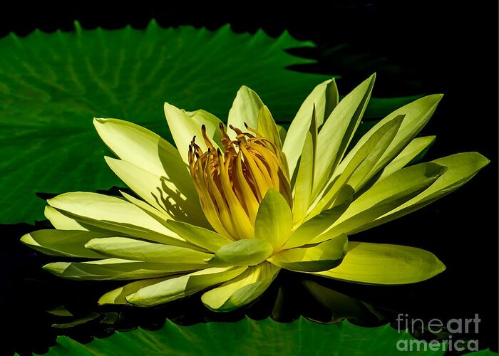 Aquatic Greeting Card featuring the photograph Water Lily 2014-14 by Nick Zelinsky Jr