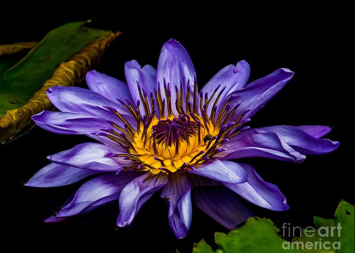 Aquatic Greeting Card featuring the photograph Water Lily 2014-2 by Nick Zelinsky Jr