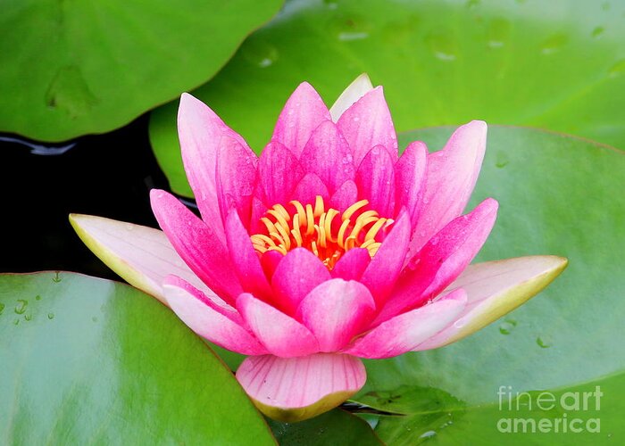 Blossom Greeting Card featuring the photograph Water lily by Amanda Mohler