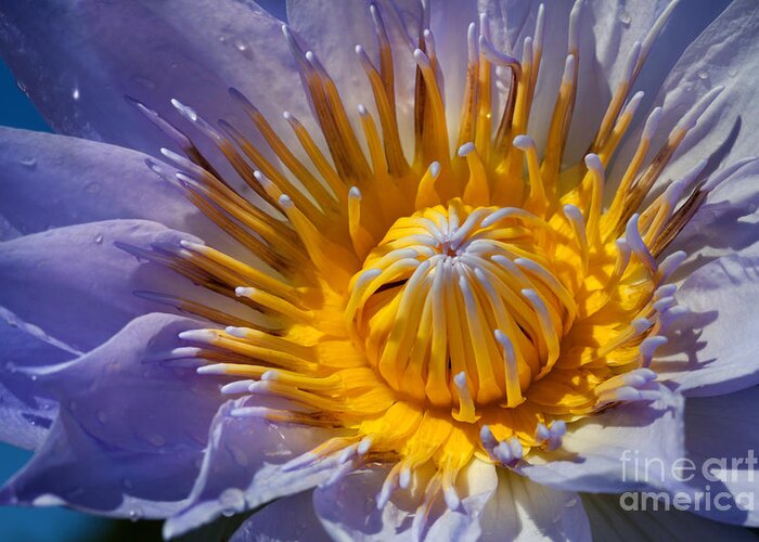  Earth Day Greeting Card featuring the photograph Water Lily by Anthony Totah