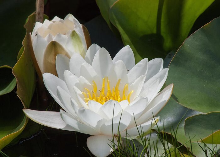 Water Greeting Card featuring the photograph Water Lily Closeup #1 by Ann Sophie Fritsch