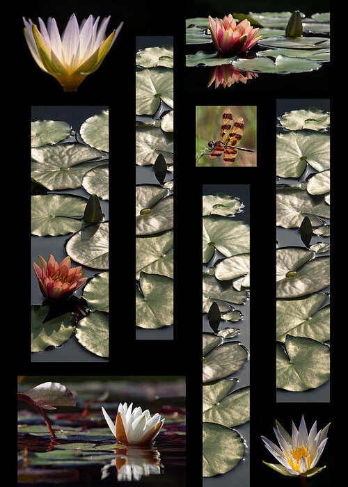 Water Lily Greeting Card featuring the photograph Water Lily Collage by Leda Robertson