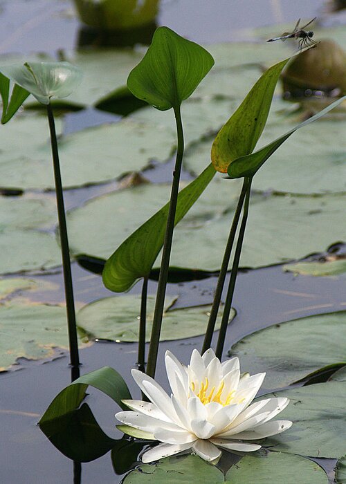 Nature Greeting Card featuring the photograph Water Lily in Bloom by William Selander