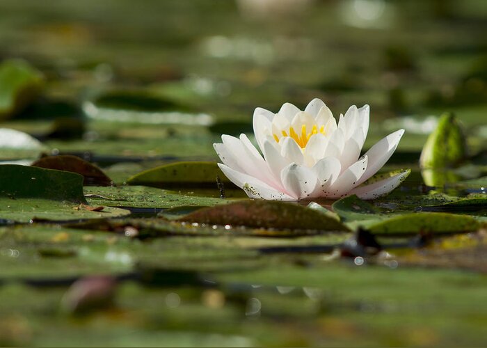 Beauty Greeting Card featuring the photograph Water Lily by Larry Bohlin