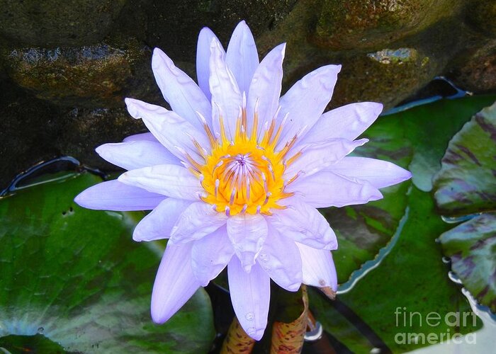 Water Lily Greeting Card featuring the photograph Water Lily by Laura Forde