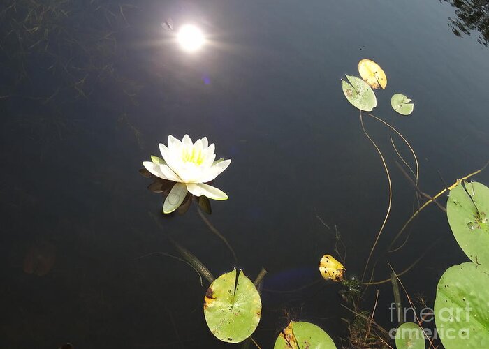 Water Lily Greeting Card featuring the photograph Water Lily by Laurel Best